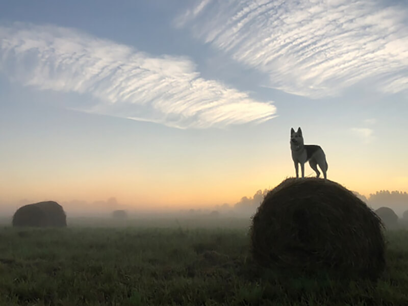 фото-коллажа
